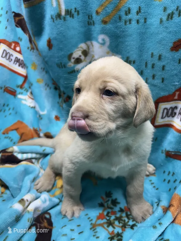Winnie – Labrador Retriever puppy for sale in Strasburg, VA