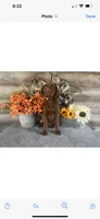 Girls 1 boy, a female Labrador Retriever for sale in Strasburg, VA – Photo 5 of 6