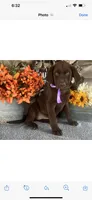 Girls 1 boy, a female Labrador Retriever for sale in Strasburg, VA – Photo 4 of 6