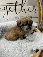 Boys, a male Yorkipoo for sale in Strasburg, VA – Photo 2 of 3