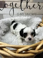 Boys, a male Yorkipoo for sale in Strasburg, VA – Photo 3 of 3