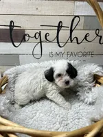 Boys, a male Yorkipoo for sale in Strasburg, VA – Photo 1 of 3