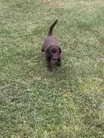 Jax, a male Labrador Retriever for sale in Strasburg, VA – 4 of 5