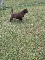 Jax, a male Labrador Retriever for sale in Strasburg, VA – 3 of 5