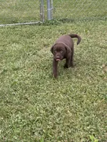 Jax, a male Labrador Retriever for sale in Strasburg, VA – 2 of 5