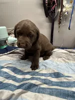 Jax, a male Labrador Retriever for sale in Strasburg, VA – 2 of 2