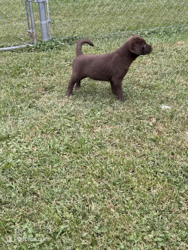 Jax – Labrador Retriever puppy for sale in Strasburg, VA