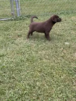 Jax, a male Labrador Retriever for sale in Strasburg, VA – 1 of 5