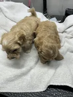 Freya, a female Yorkipoo for sale in Strasburg, VA – Photo 3 of 7