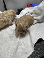 Freya, a female Yorkipoo for sale in Strasburg, VA – Photo 5 of 7