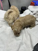 Freya, a female Yorkipoo for sale in Strasburg, VA – Photo 4 of 7