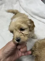 Freya, a female Yorkipoo for sale in Strasburg, VA – Photo 2 of 7