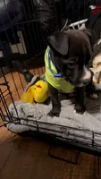 Ace , a male American Pit Bull Terrier for sale in Granite City, IL – 1 of 4