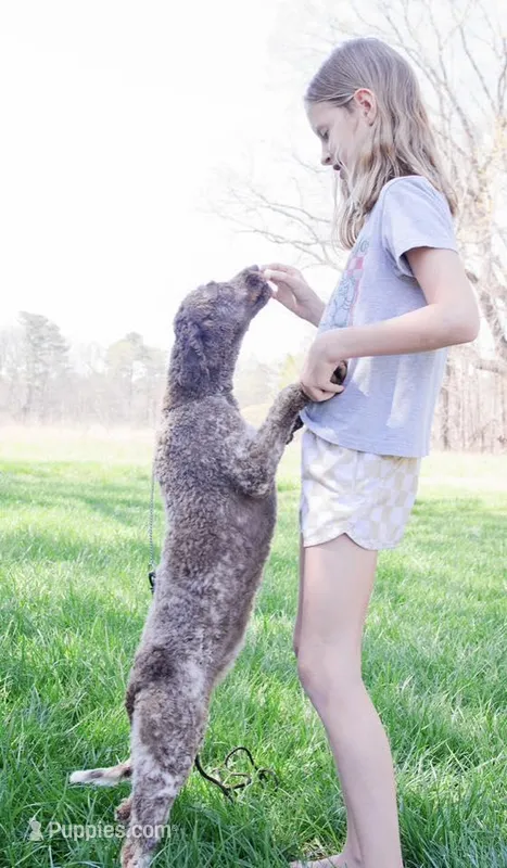 Silvie – Lagotto Romagnolo puppy for sale in Acworth, GA