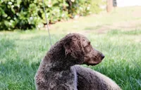 Silvie, a female Lagotto Romagnolo for sale in Acworth, GA – Photo 4 of 4