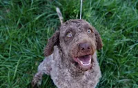 Silvie, a female Lagotto Romagnolo for sale in Acworth, GA – Photo 2 of 4
