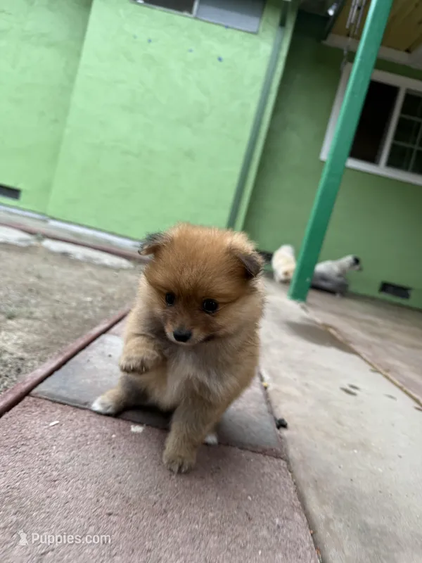 Choco – Pomeranian puppy for sale in Tracy, CA