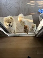 Choco, a male Pomeranian for sale in Tracy, CA – Photo 3 of 3