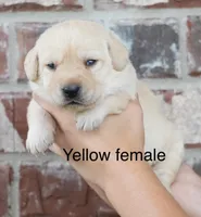 Yellow female, a female Labrador Retriever for sale in Picayune, MS – 1 of 1