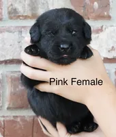 Pink female , a female Labrador Retriever for sale in Picayune, MS – 1 of 1