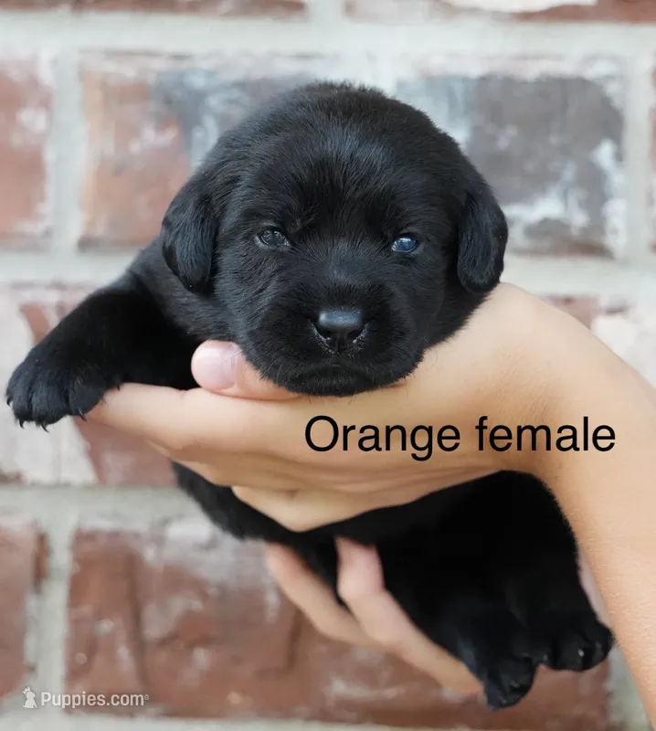 Orange  female  – Labrador Retriever puppy for sale in Picayune, MS