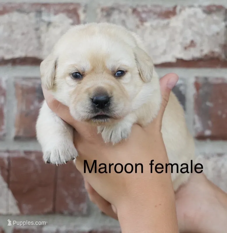 Maroon female – Labrador Retriever puppy for sale in Picayune, MS