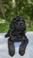 Mars, a male Poodle - Multi-Colored Standard for sale in Russell Springs, KY – 5 of 10