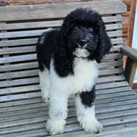 Earth, a male Poodle - Standard  for sale in Russell Springs, KY – 8 of 10
