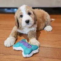 Fuzzy Socks, a female Bernedoodle for sale in Russell Springs, KY – Photo 5 of 8