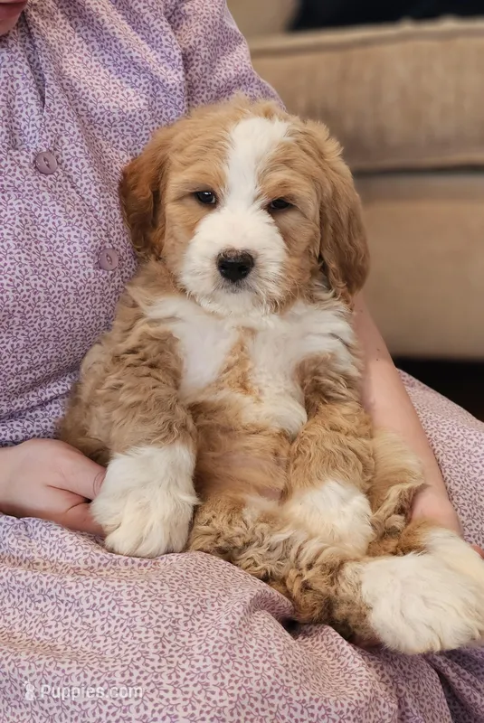 Fuzzy Socks, a female Bernedoodle for sale in Russell Springs, KY – Photo 1 of 8