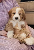 Fuzzy Socks, a female Bernedoodle for sale in Russell Springs, KY – Photo 1 of 8