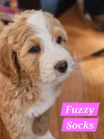 Fuzzy Socks, a female Bernedoodle for sale in Russell Springs, KY – Photo 4 of 8