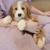 Fuzzy Socks, a female Bernedoodle for sale in Russell Springs, KY – Photo 2 of 8