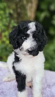 Saturn, a female Poodle - Standard  for sale in Russell Springs, KY – 8 of 10