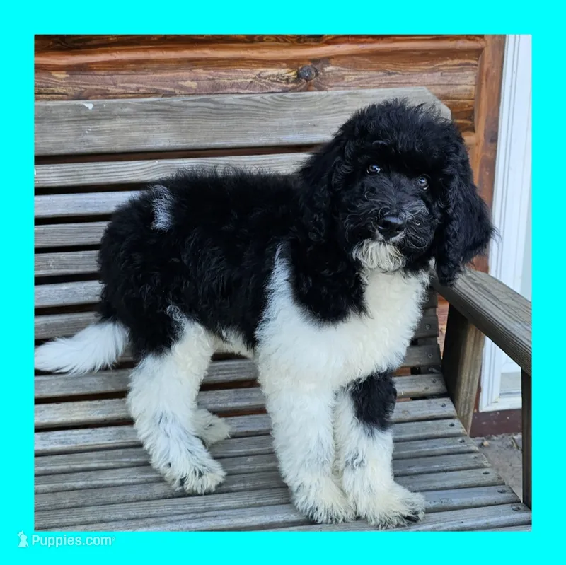 Earth – Poodle - Standard  puppy for sale in Russell Springs, KY