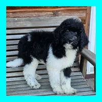 Earth, a male Poodle - Standard  for sale in Russell Springs, KY – 1 of 10