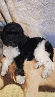 Jupiter, a female Poodle - Standard  for sale in Russell Springs, KY – 6 of 10