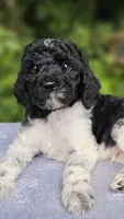 Uranus , a male Poodle - Multi-Colored Standard for sale in Russell Springs, KY – 2 of 10