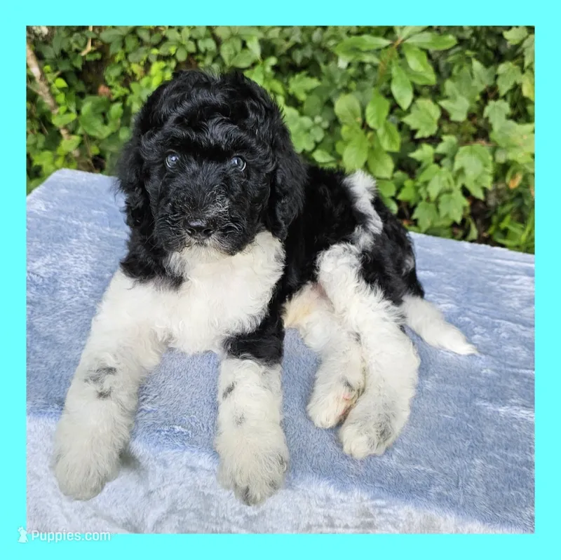 Earth – Poodle - Standard  puppy for sale in Russell Springs, KY