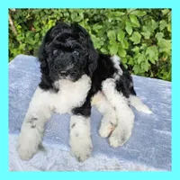 Earth, a male Poodle - Standard  for sale in Russell Springs, KY – 1 of 10