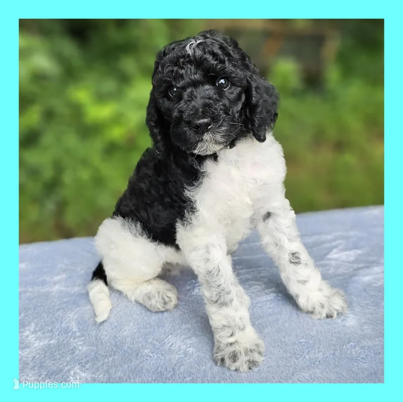 Uranus – Poodle - Standard  puppy for sale in Russell Springs, KY