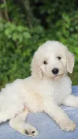 Mercury, a male Poodle - Standard  for sale in Russell Springs, KY – 4 of 10