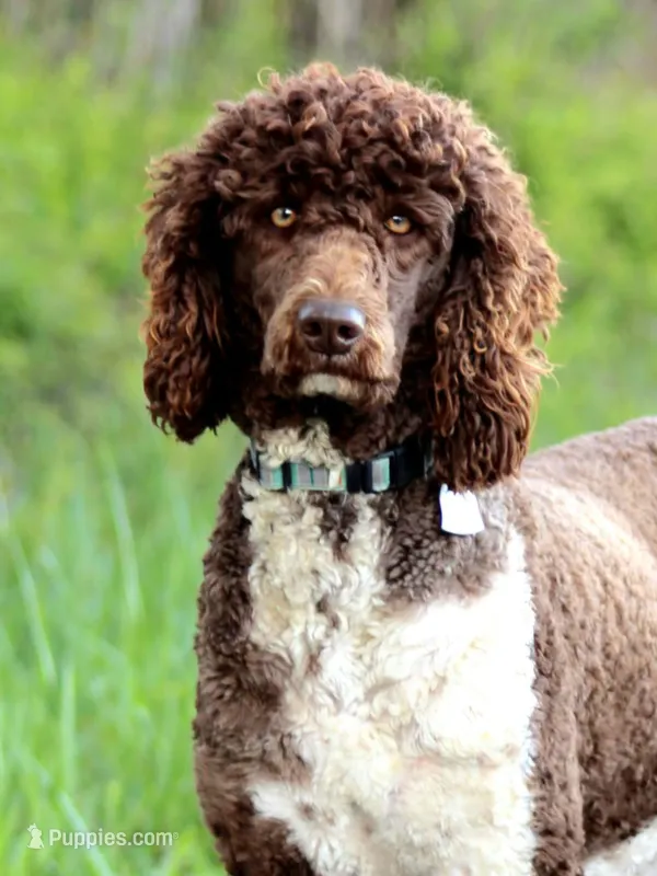 Dolly – Poodle - Standard  puppy for sale in Russell Springs, KY
