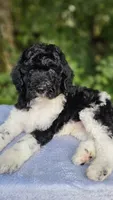 Earth, a male Poodle - Multi-Colored Standard for sale in Russell Springs, KY – 6 of 10
