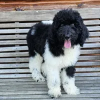 Earth, a male Poodle - Standard  for sale in Russell Springs, KY – 5 of 10