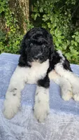Earth, a male Poodle - Multi-Colored Standard for sale in Russell Springs, KY – 7 of 10