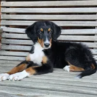 Lime, a female Bernedoodle for sale in Russell Springs, KY – 3 of 10
