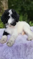 Saturn, a female Poodle - Standard  for sale in Russell Springs, KY – 7 of 10