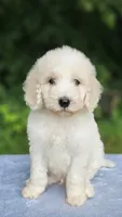 Mercury, a male Poodle - Standard  for sale in Russell Springs, KY – 7 of 10