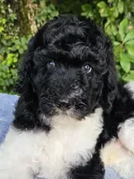 Earth, a male Poodle - Multi-Colored Standard for sale in Russell Springs, KY – 3 of 10